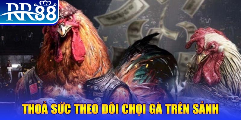 555 win trực tiếp đá gà c1