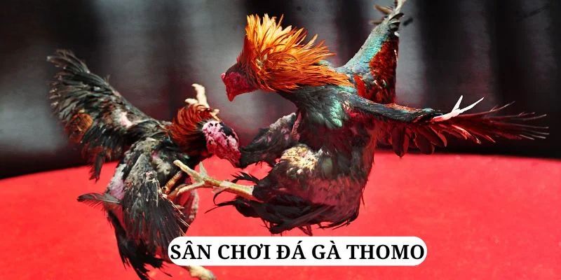 555 win trực tiếp xổ số miền bắc